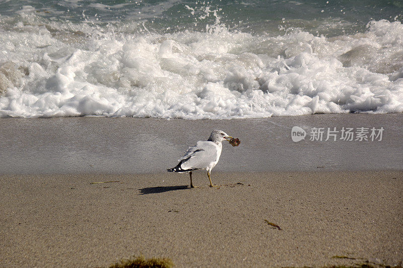 海鸥在沙滩上捡垃圾