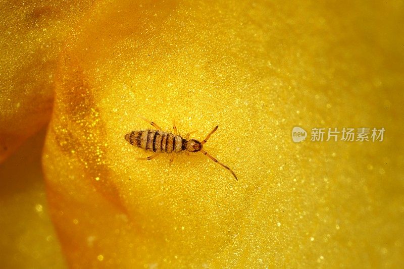 鸢尾花上细长的弹尾虫(虫蛉科)