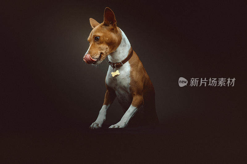 巴辛吉梗犬