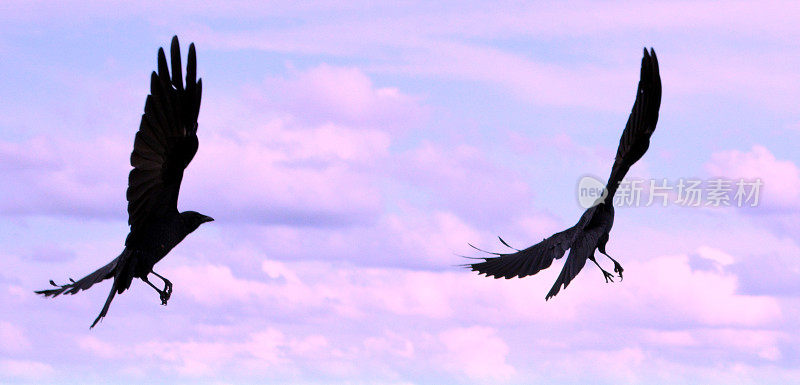 华盛顿特区，乌鸦飞过波托马克河