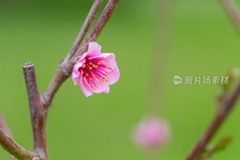 霜桃树粉红花横