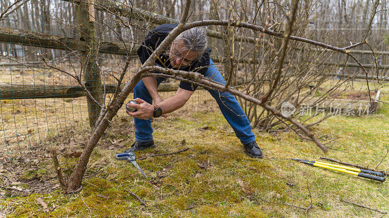 一个50岁的老者在春天修剪花园里的莓丛，在枝条上喷上密封胶。