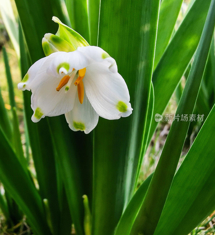 阳光花园里的春天雪花花