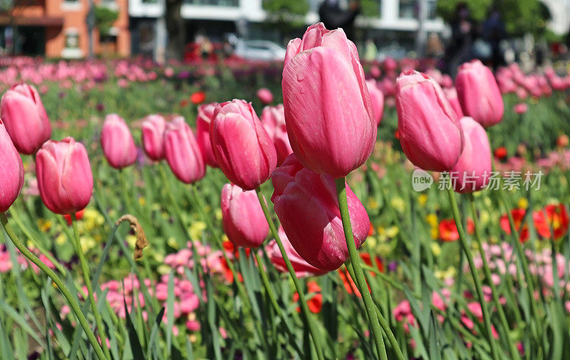 春天，城市公园里盛开着粉红色的郁金香
