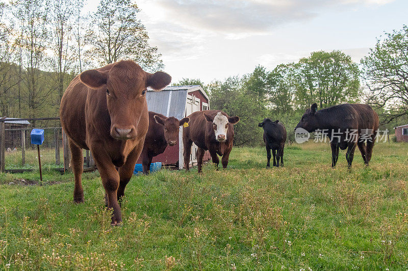 牛在牲口棚里吃草