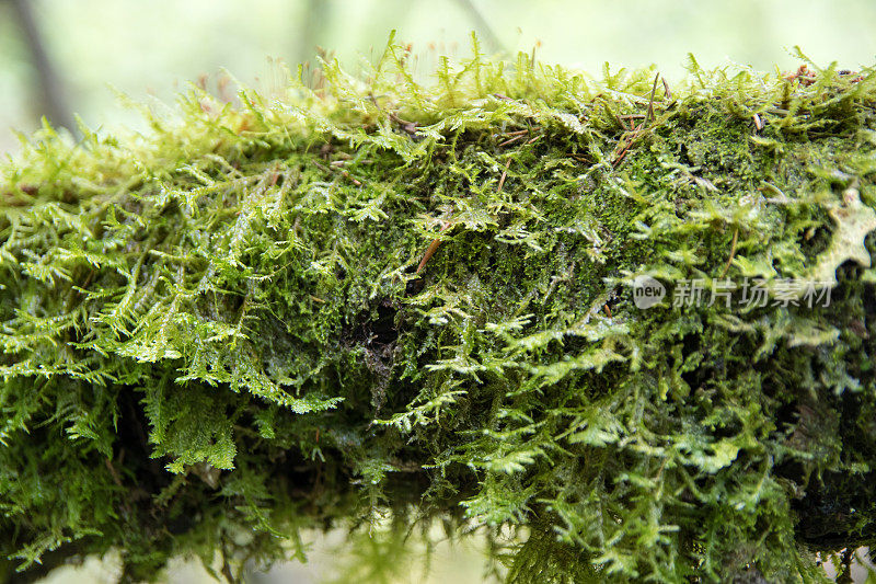 苔藓生长在树干上