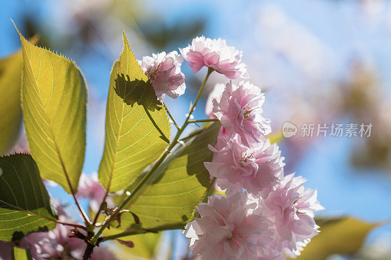 粉红色的樱花盛开