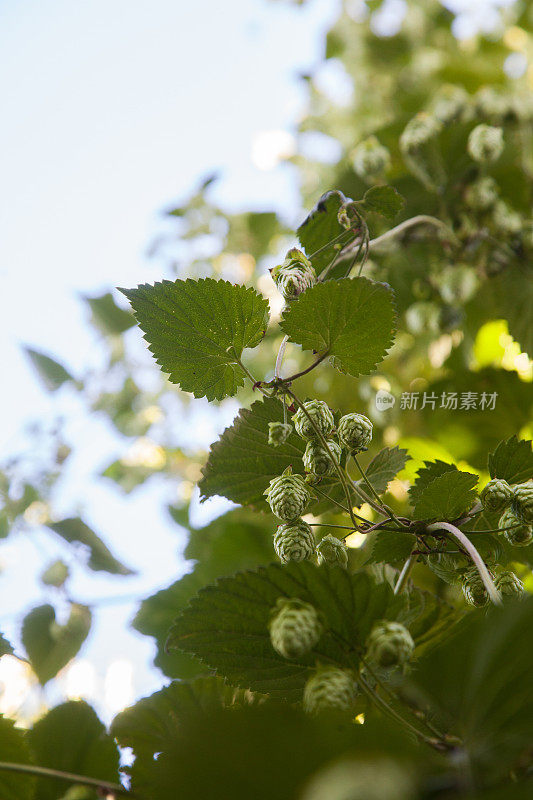 啤酒花的背景