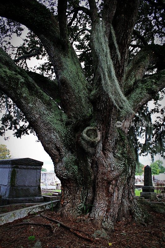 一棵老橡树，树枝上长着随风摇摆的西班牙苔藓，两边都是坟墓