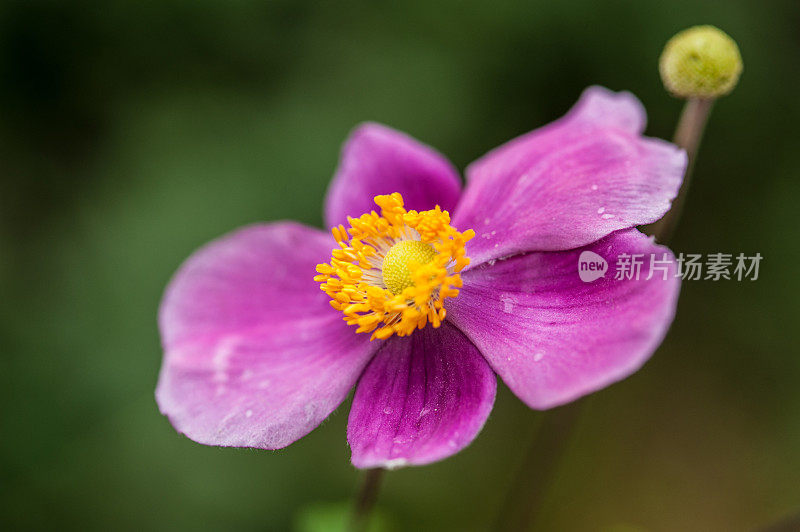 雨后秋园的粉红色银莲花