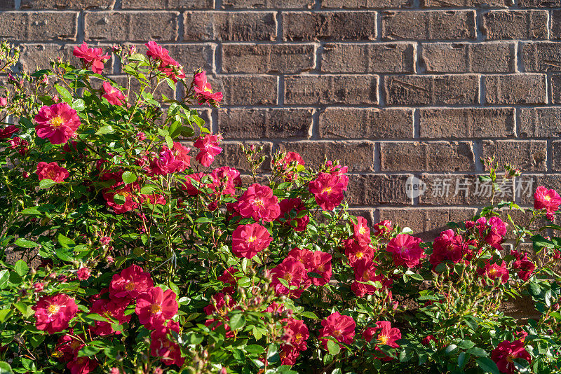 红砖墙背景上的玫瑰丛