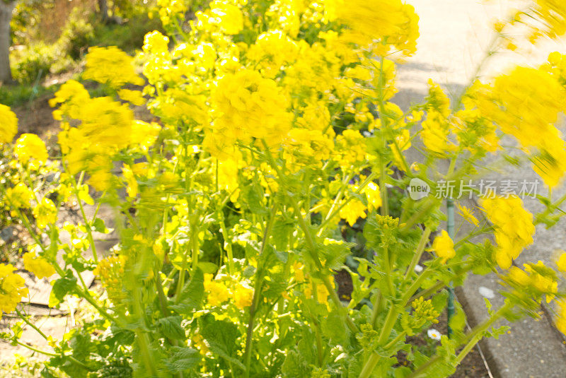 油菜花