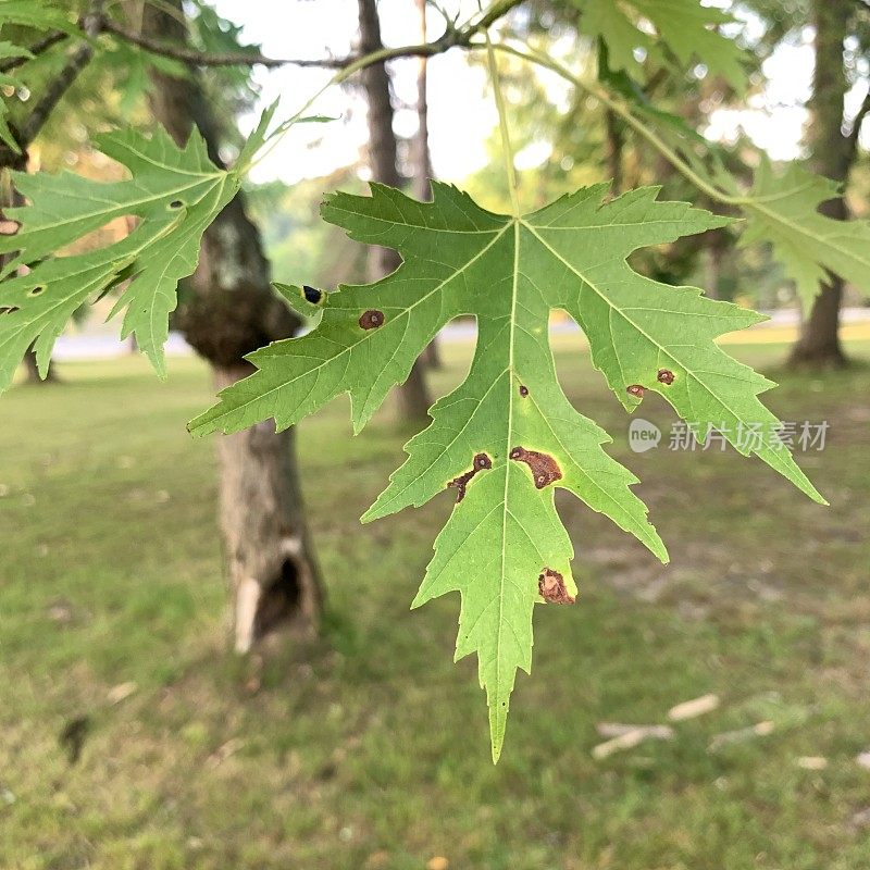 银色枫叶上的焦油斑