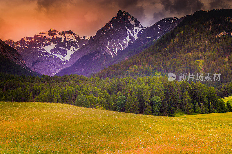 田园诗般的高山景观-瑞士恩加丁的Tarasp野花草地