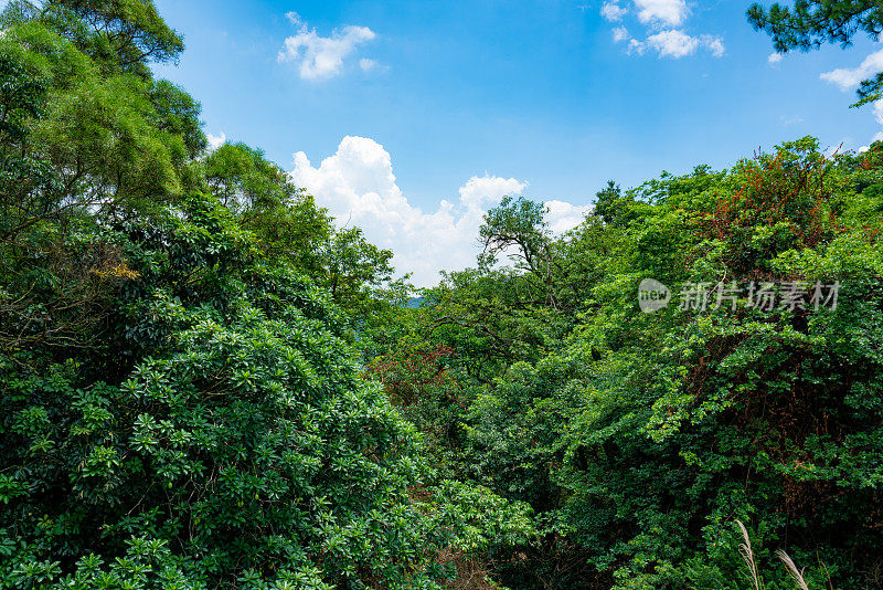 香港新界郊野公园景观