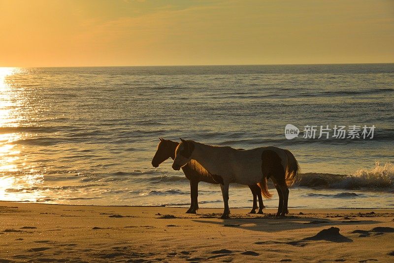 沙滩上的小马驹-我