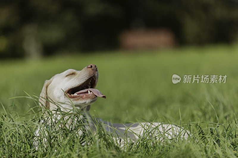 黄色拉布拉多寻回犬在草丛中休息