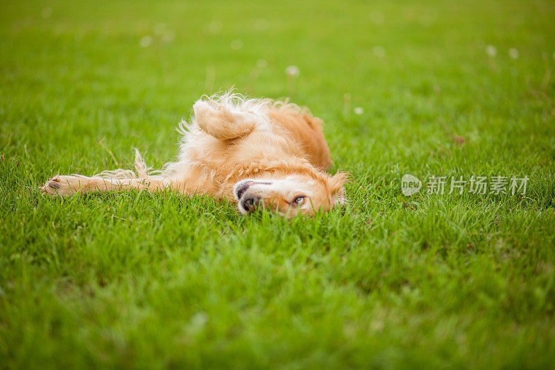 美丽的金毛猎犬坐在田野里