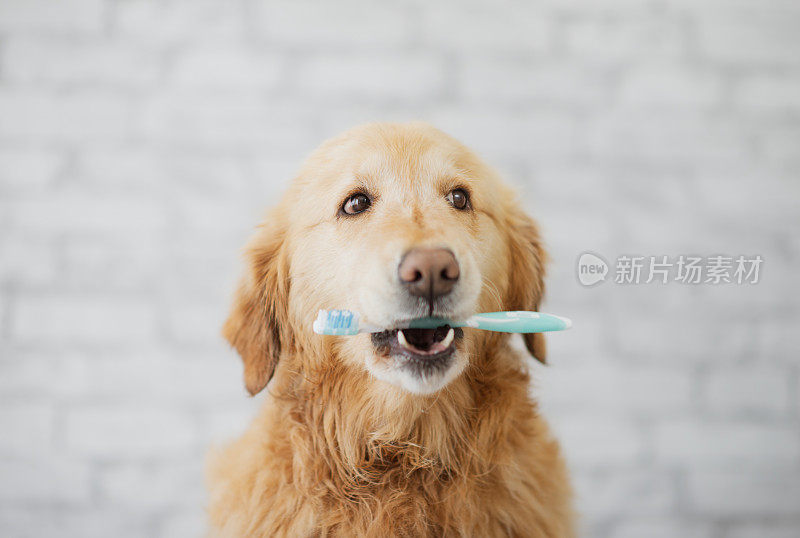 超级可爱的金毛寻回犬