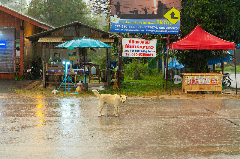 一只狗在泰国的村庄里跑过马路，被雨淋湿了。热带倾盆大雨