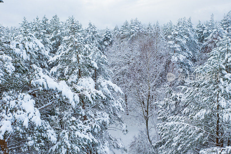 冬天的松林上覆盖着厚厚的积雪。