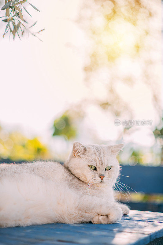 英国短毛猫躺在花园的桌子上