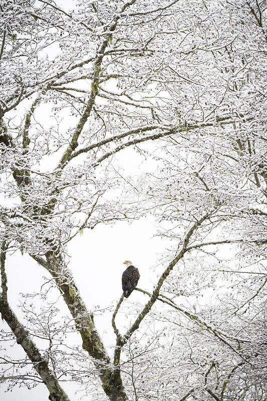 白头鹰栖息在多雪的树枝上。