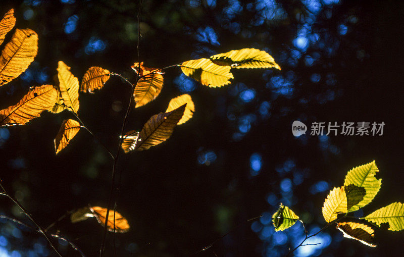 一根树枝的几片叶子在秋天的背光下