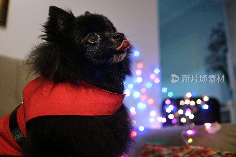德国矮人斯皮兹黑狗穿着圣诞老人的衣服