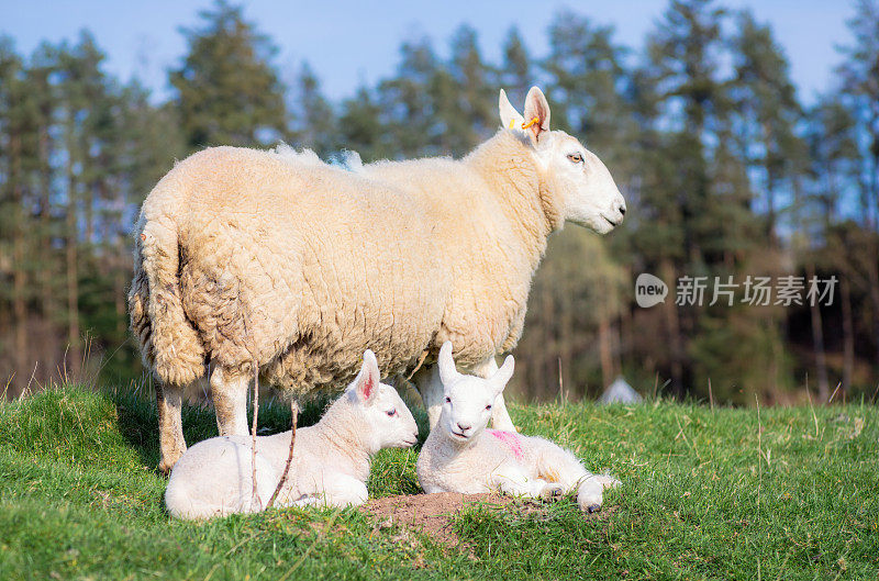 两只小羊羔和一个细心的妈妈