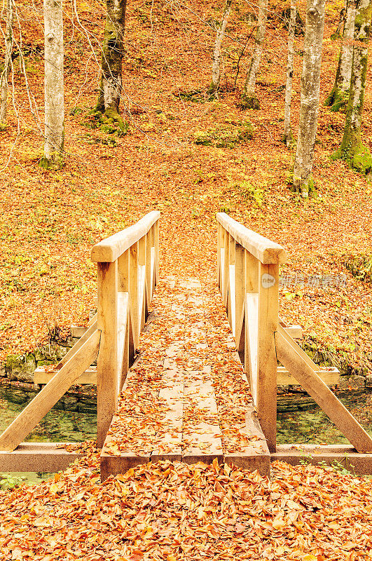 斯洛文尼亚斯奈兹尼克秋天森林中的木制人行桥
