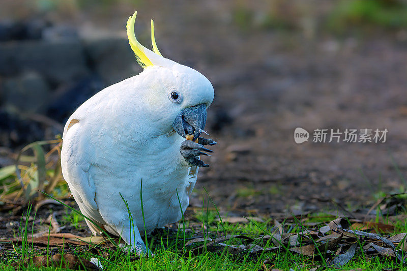 硫葵花凤头鹦鹉