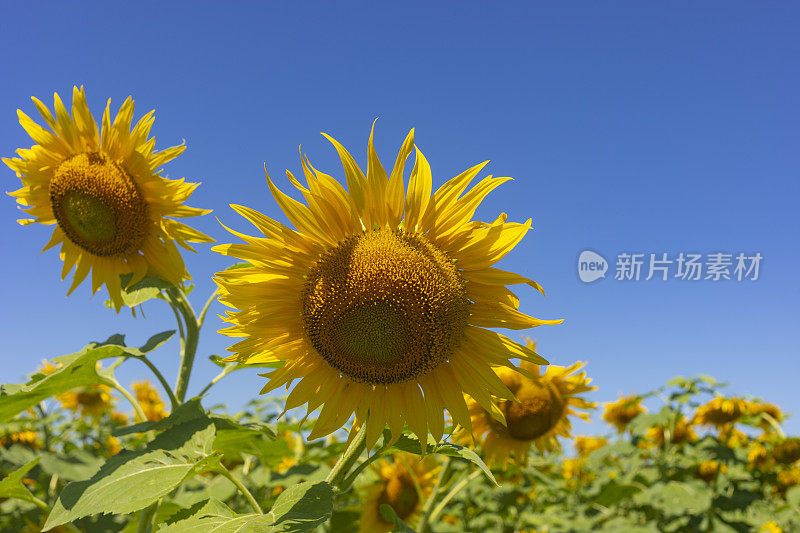 农场上的向日葵田