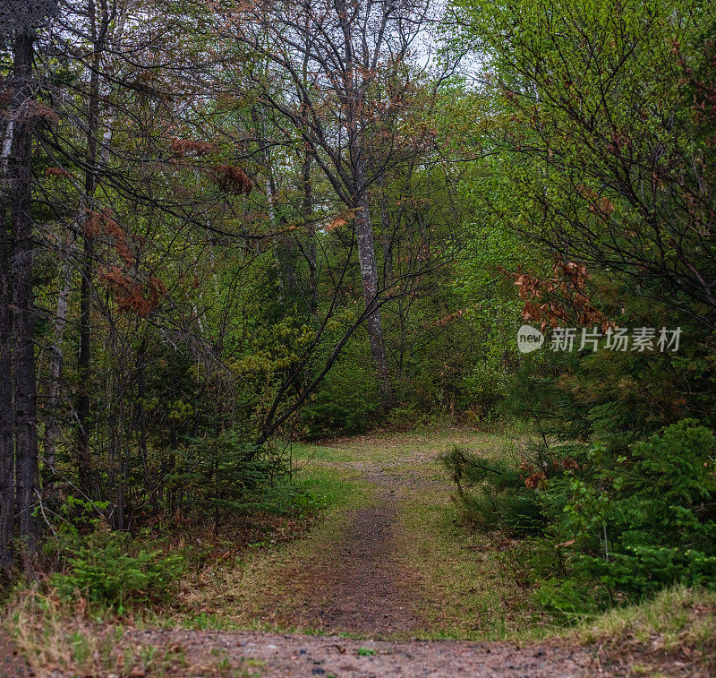 自然景观-穿过林区的小径