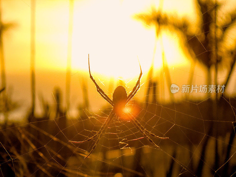 近距离拍摄的蜘蛛和日落的背景