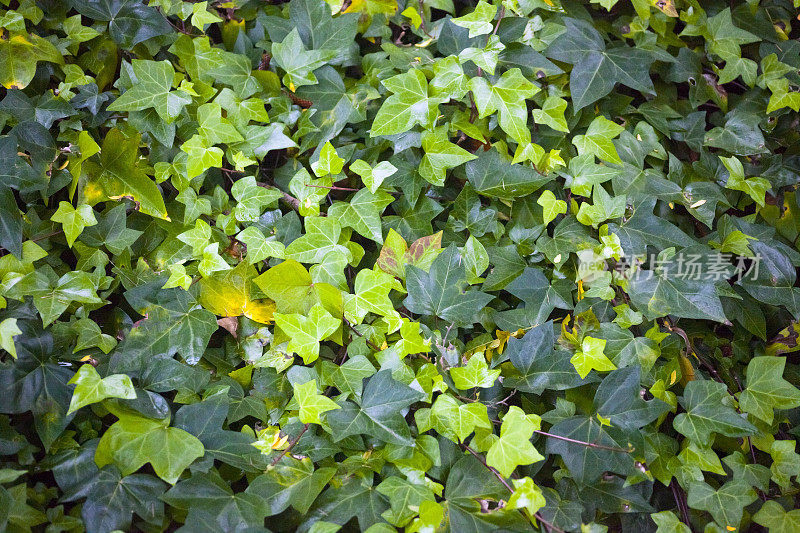 绿色常青藤叶子覆盖墙壁。