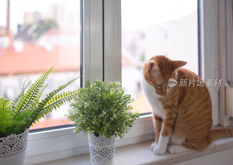 姜猫坐在窗户上