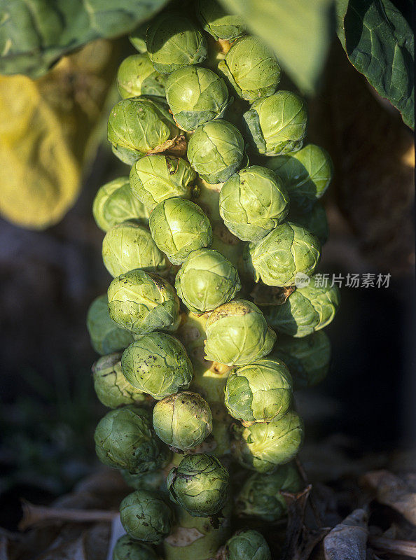 秋天，抱子甘蓝在地里生长