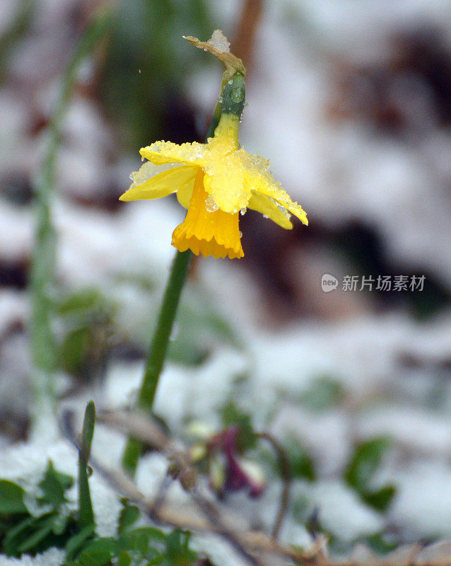 春天，白雪覆盖水仙花。