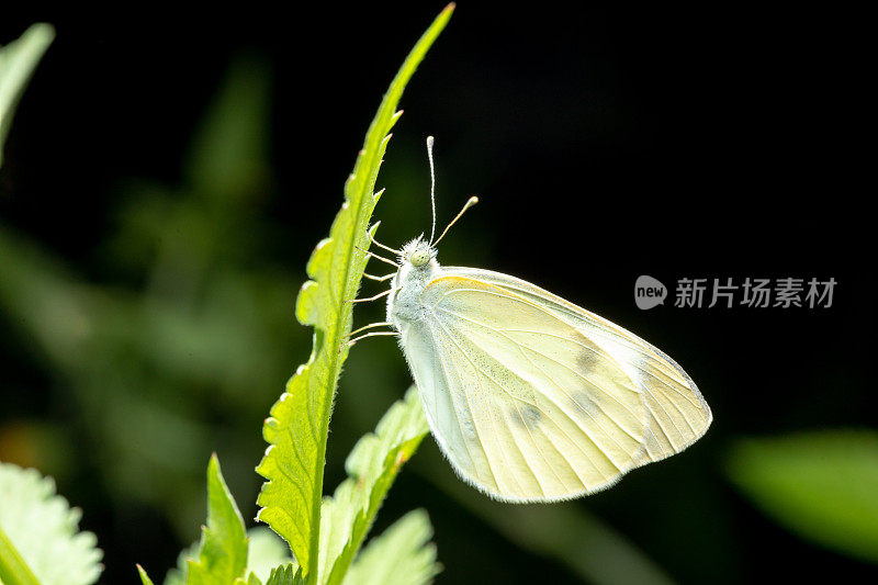 蝴蝶落在树叶上