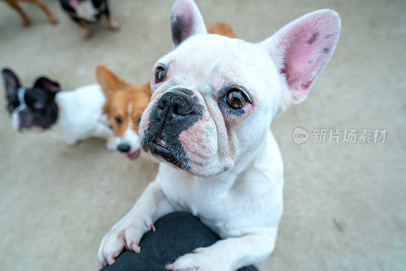 斗牛犬肖像在家养宠物