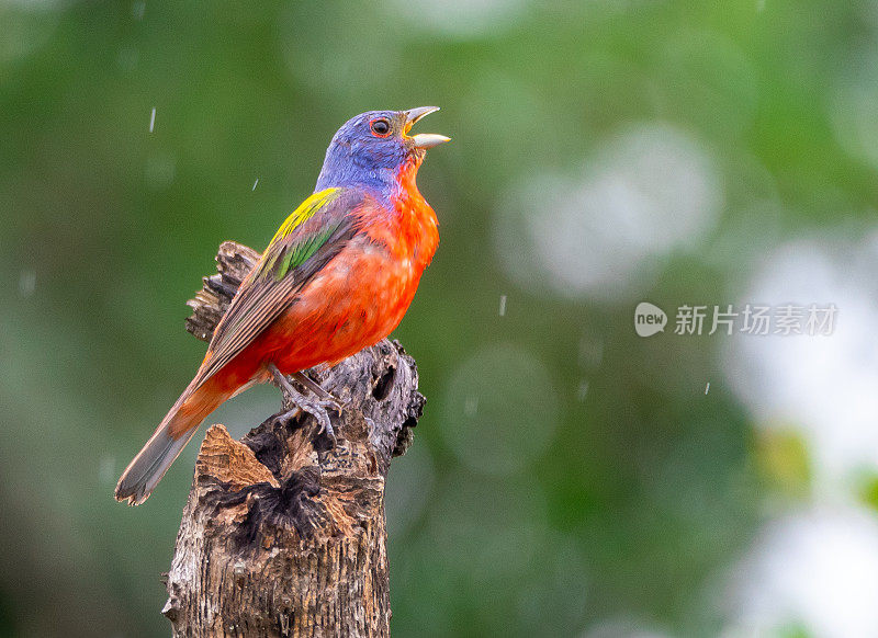 彩旗在雨中歌唱