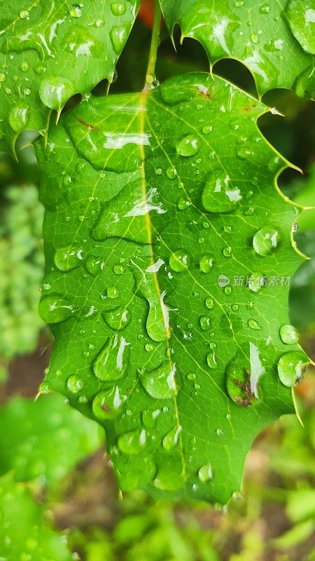 叶子雨滴