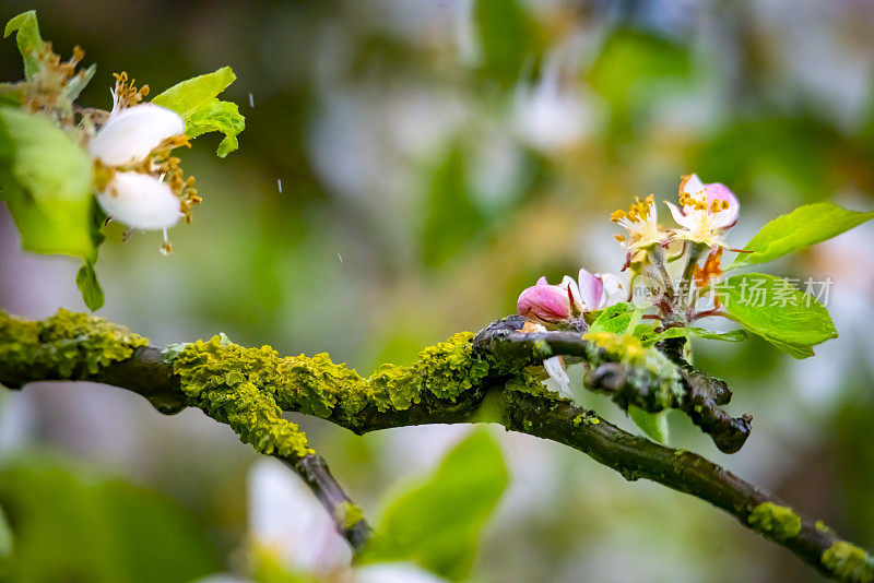 一棵苹果树在雨中开花