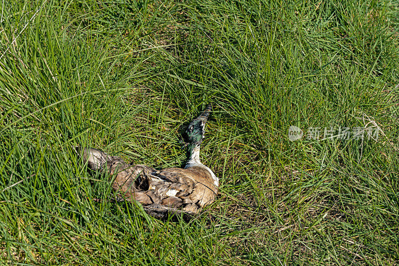 死去的野鸭