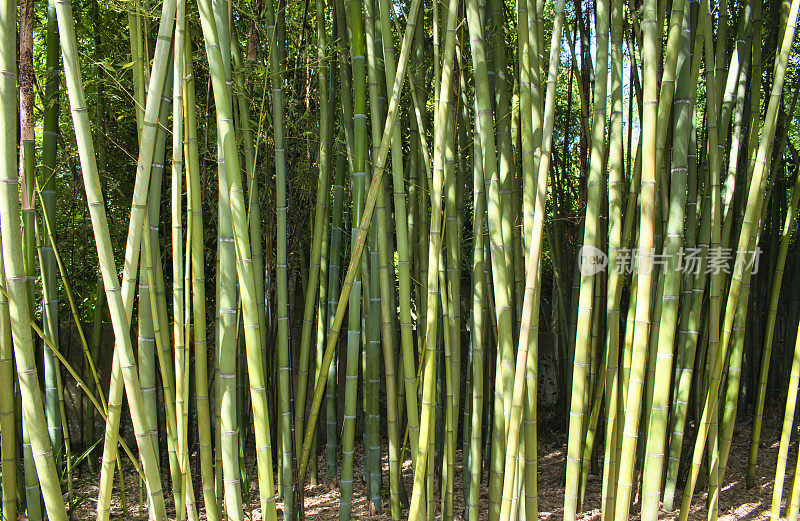 西班牙维哥植物园中国间日毛竹的巨型竹干