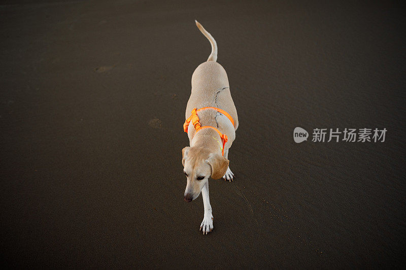 狗在沙滩上散步