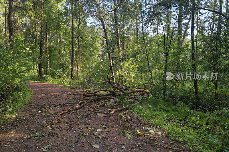 一场飓风过后，森林里倒下的树挡住了道路。森林道路上的一棵锯过的树，用来开路。