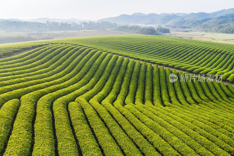 清晨茶园景观