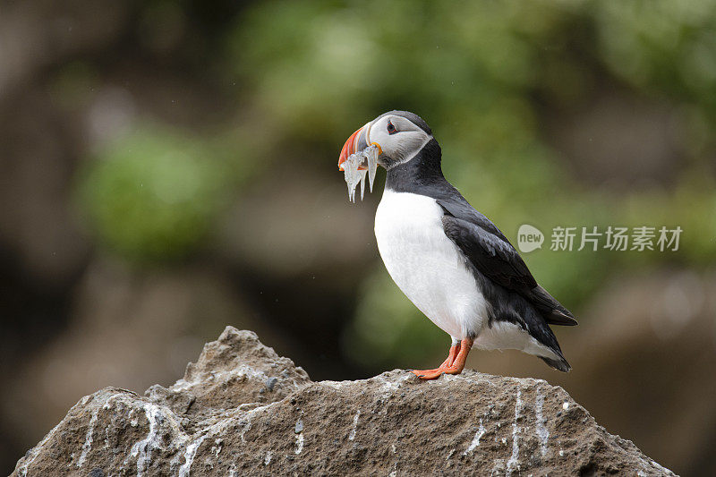 大西洋海雀